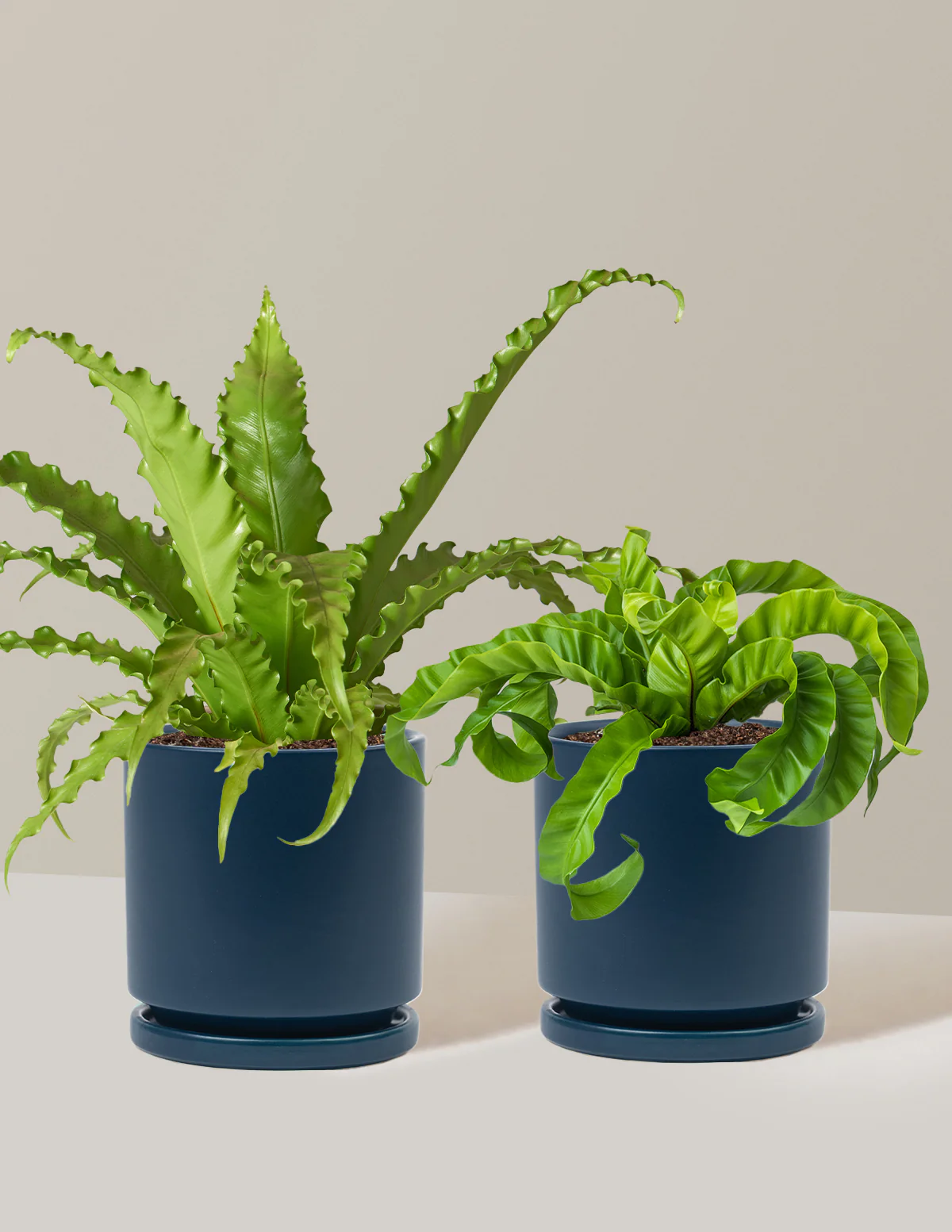 Fern Friends Duo - Image 21