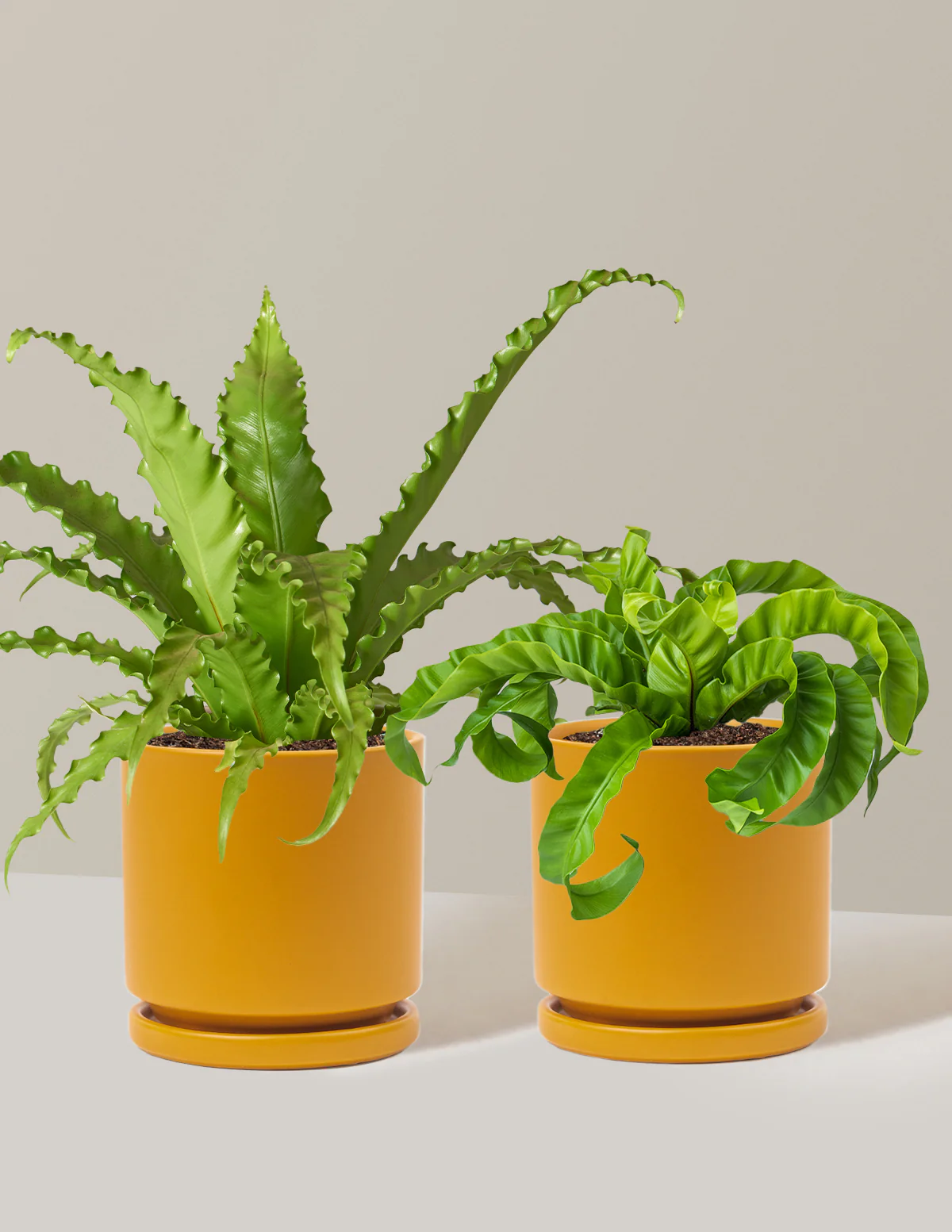 Fern Friends Duo - Image 22