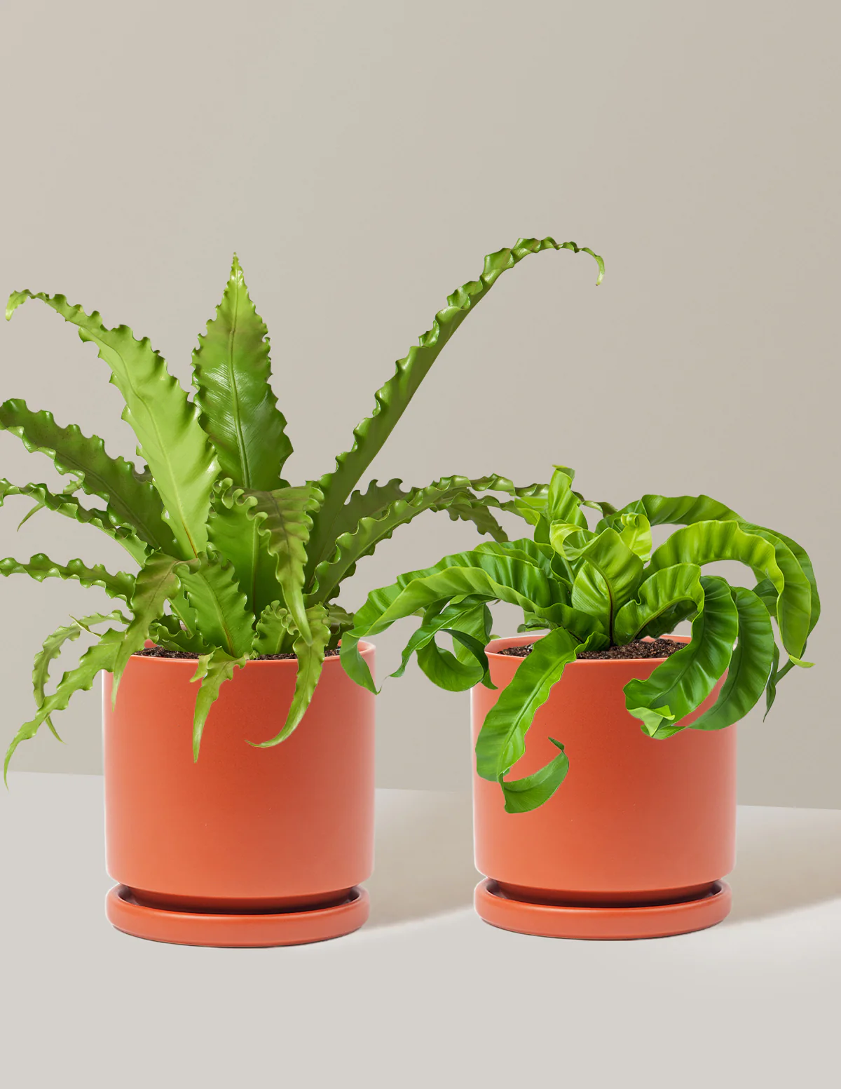 Fern Friends Duo - Image 23