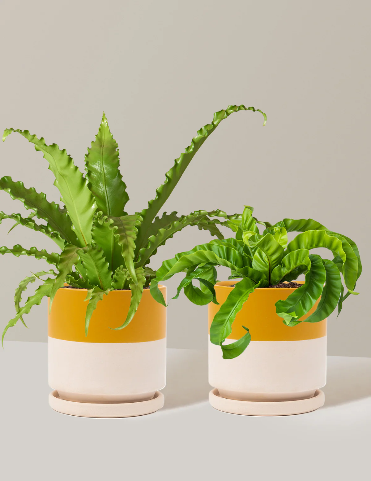 Fern Friends Duo - Image 24