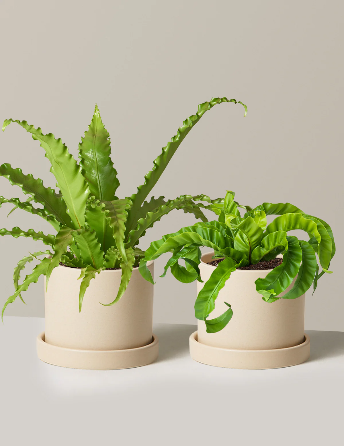 Fern Friends Duo - Image 25