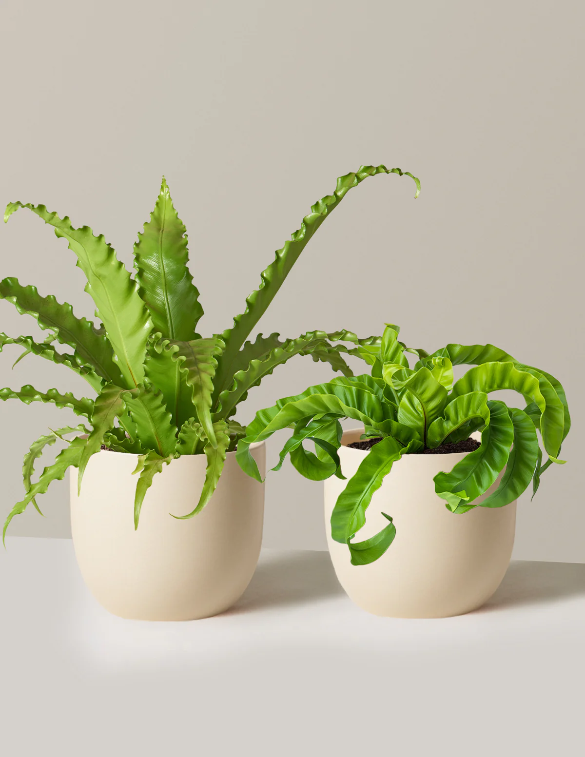 Fern Friends Duo - Image 26