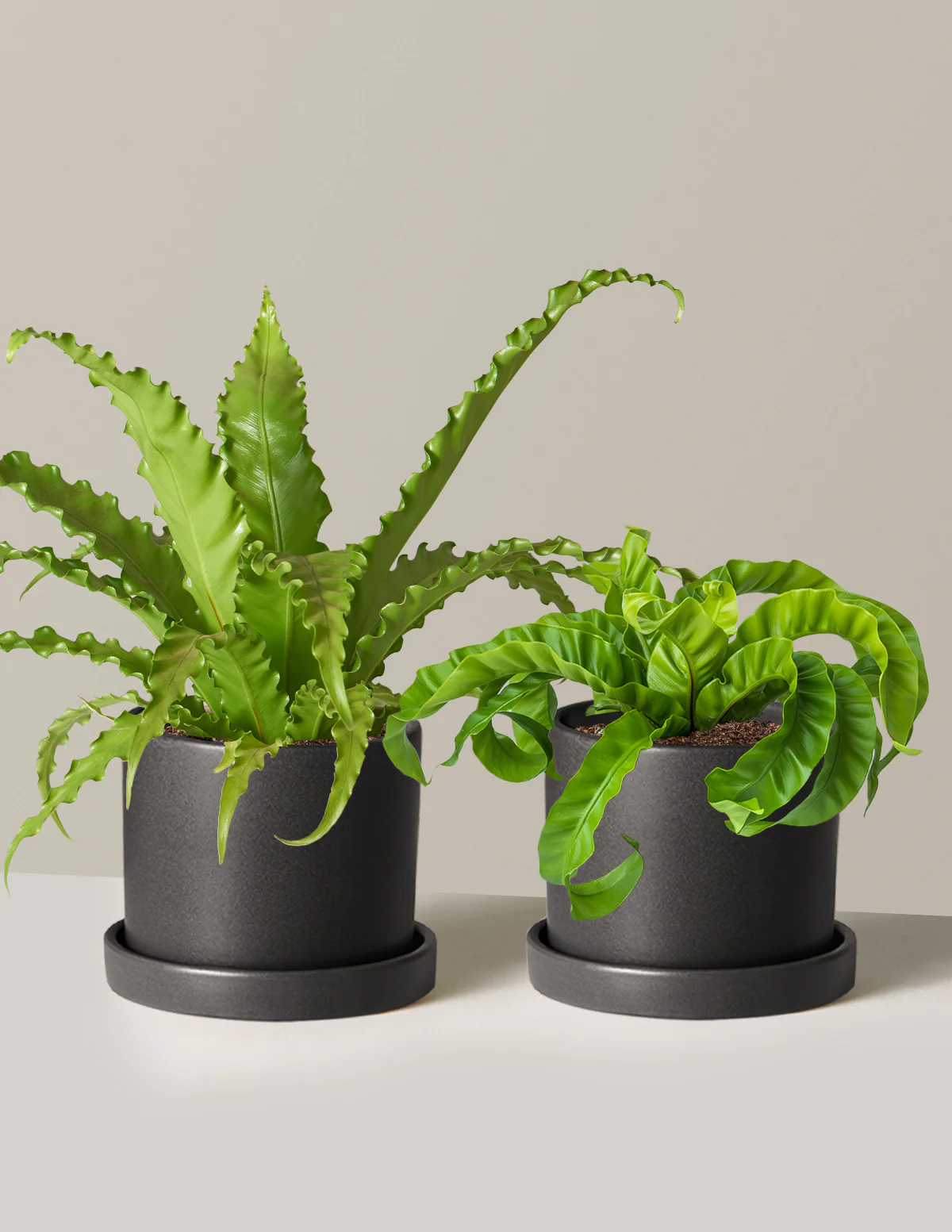 Fern Friends Duo - Image 27