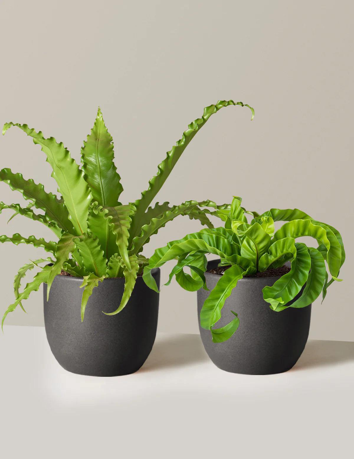 Fern Friends Duo - Image 28