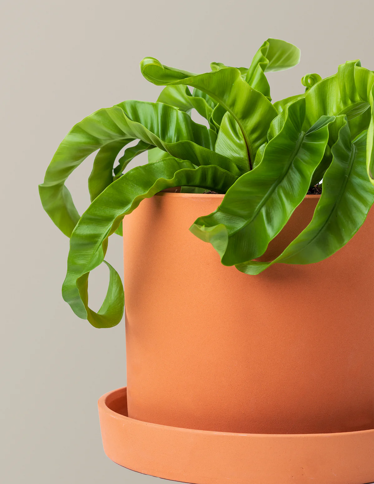 Fern Friends Duo - Image 3