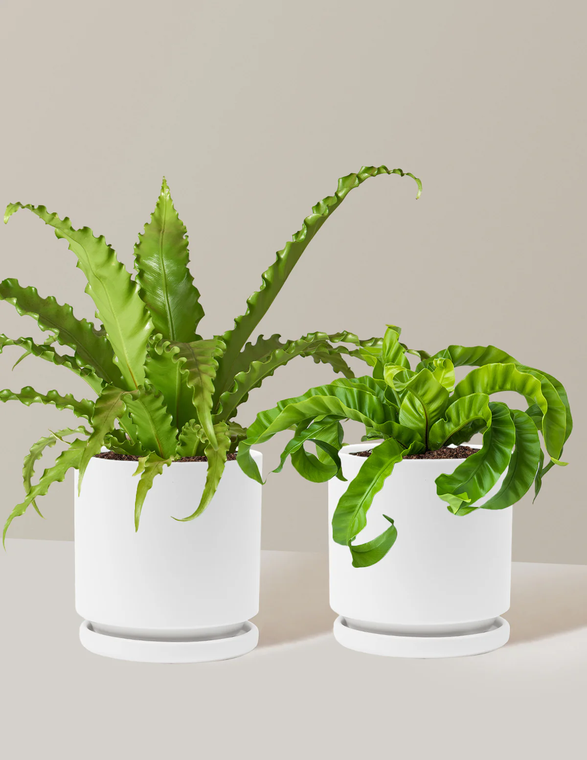 Fern Friends Duo - Image 7