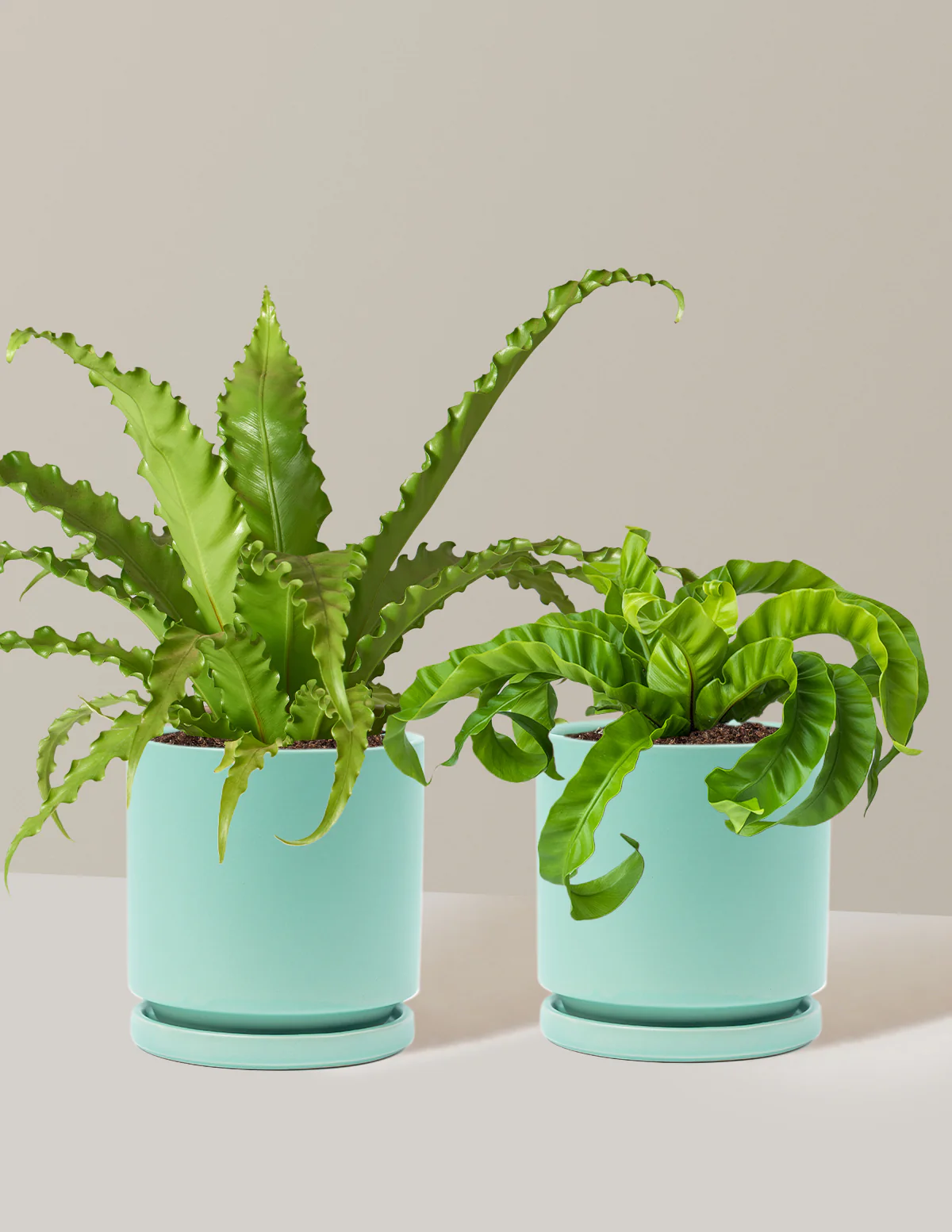 Fern Friends Duo - Image 8