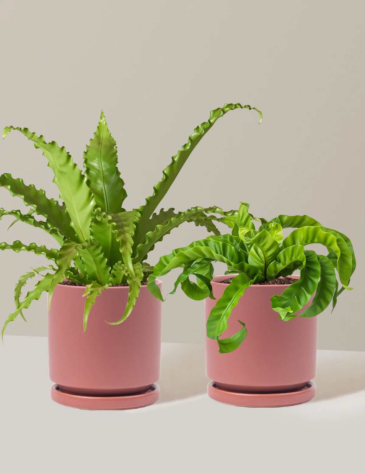 Fern Friends Duo - Image 9