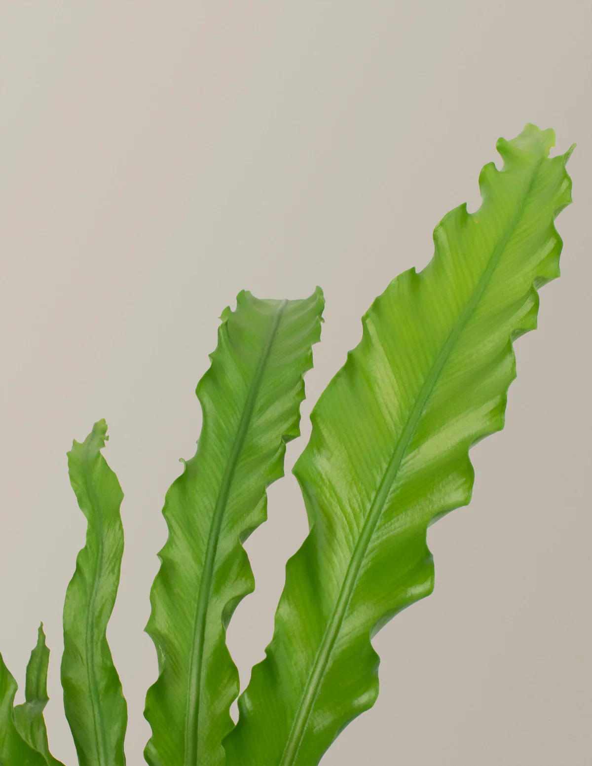 Bird's Nest Fern - Image 7