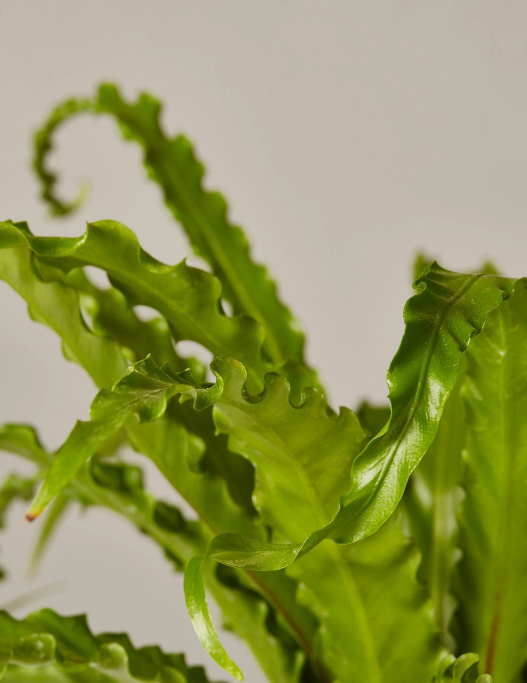 Bird's Nest Fern - Image 3
