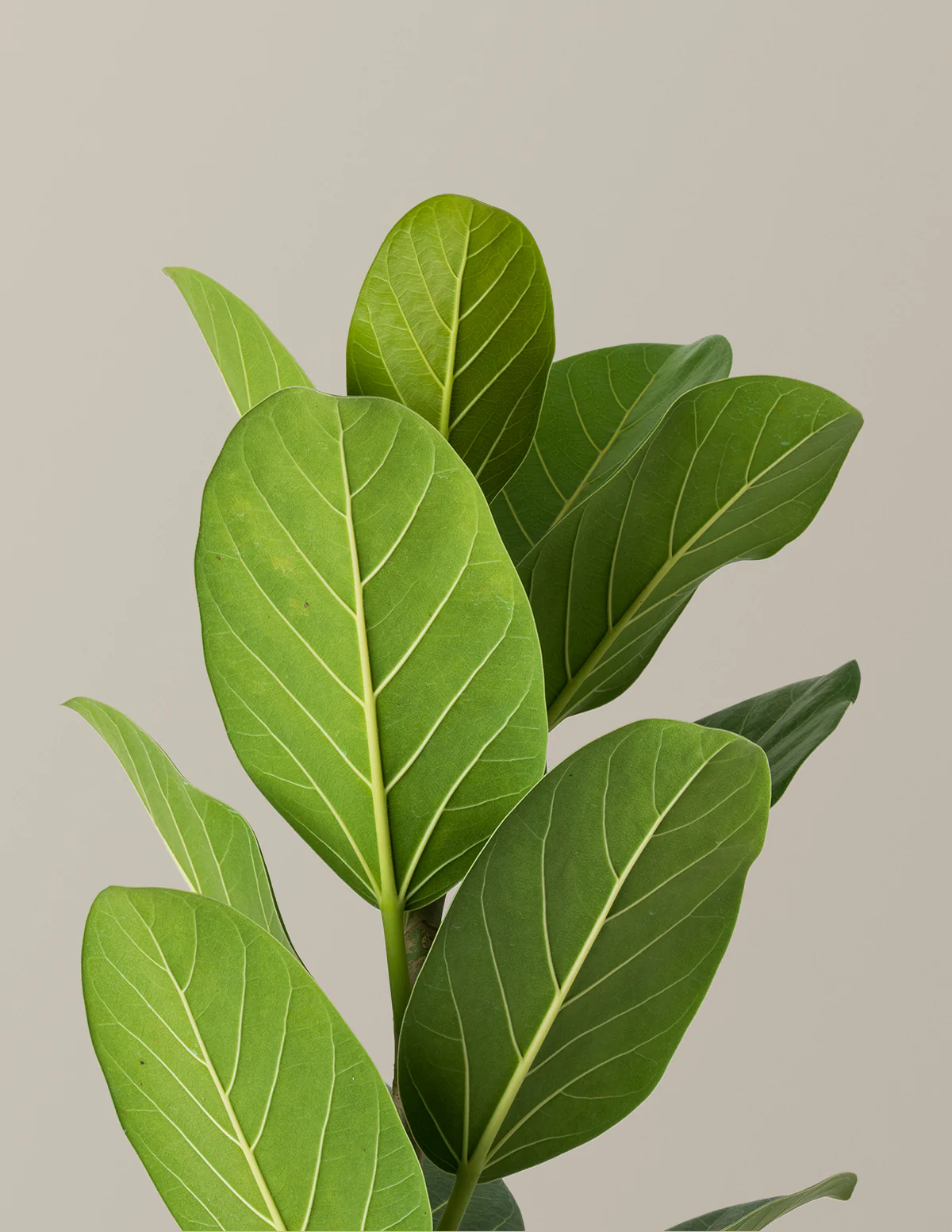 Ficus Audrey Tree - Image 11