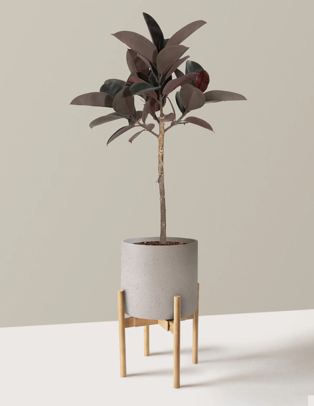Ficus Burgundy Rubber Tree - Image 11