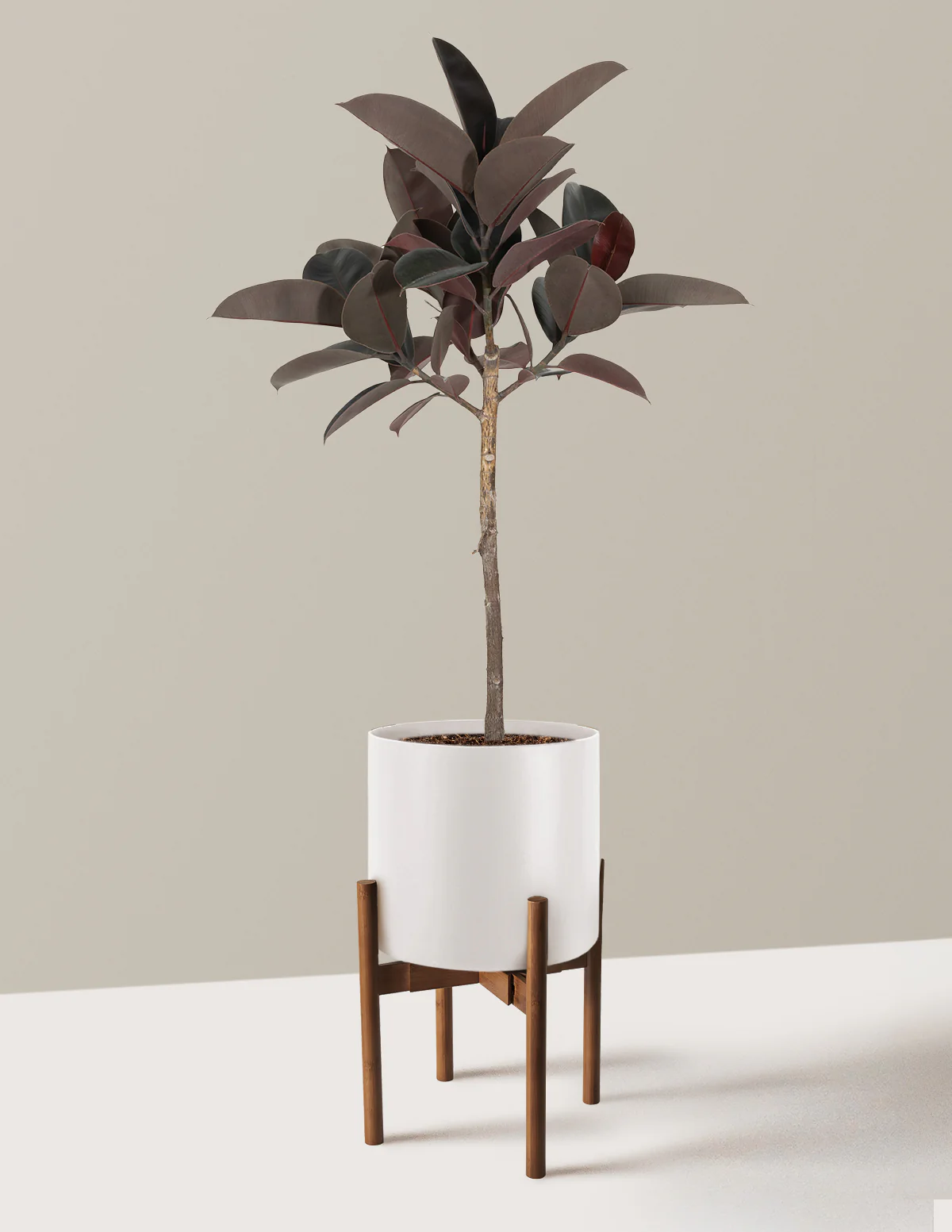 Ficus Burgundy Rubber Tree - Image 12