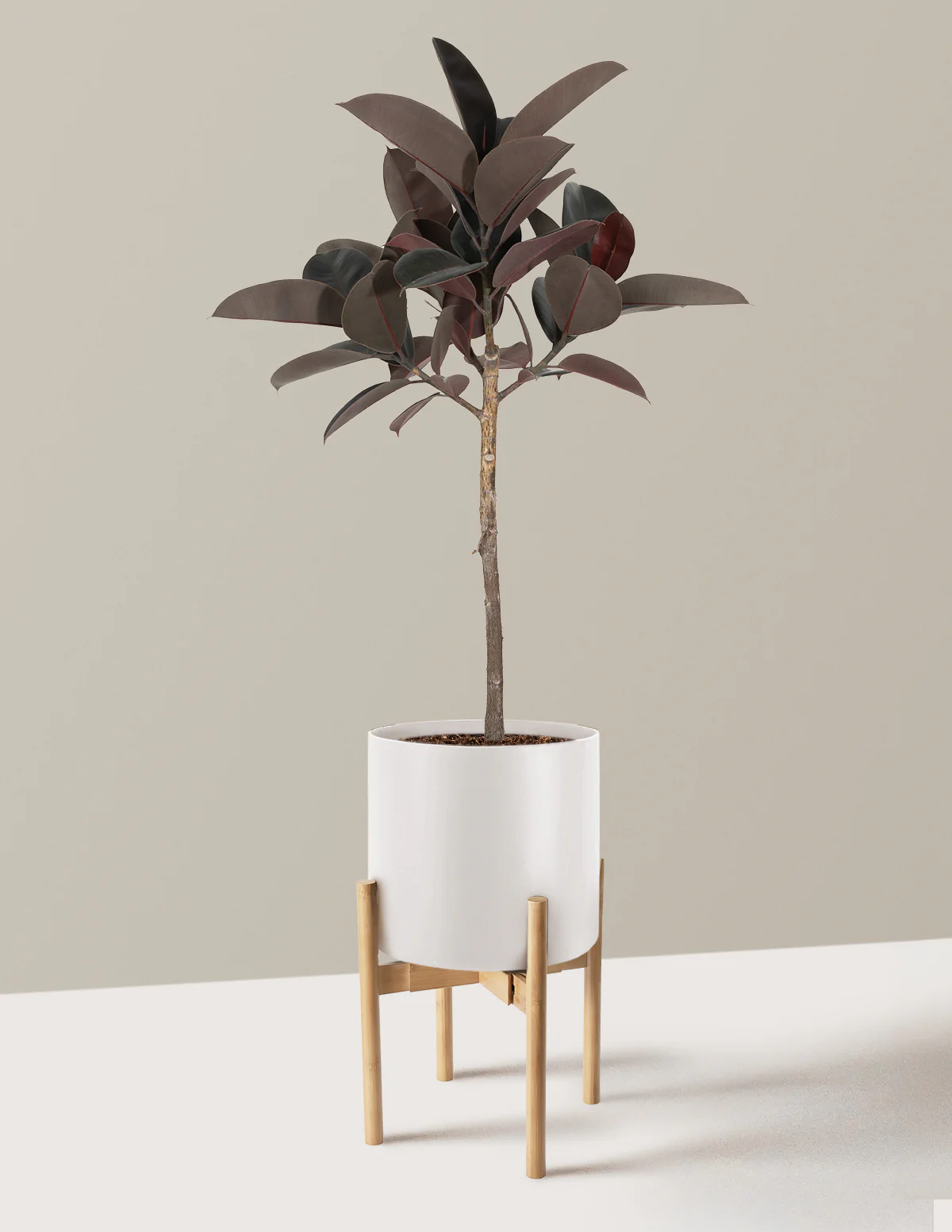 Ficus Burgundy Rubber Tree - Image 13