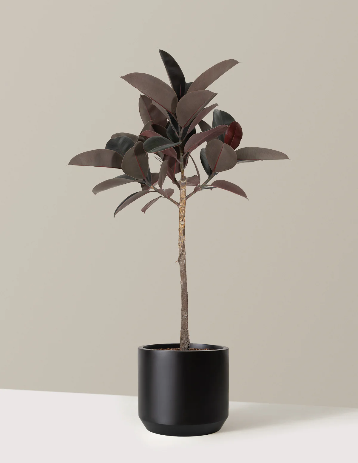 Ficus Burgundy Rubber Tree - Image 14