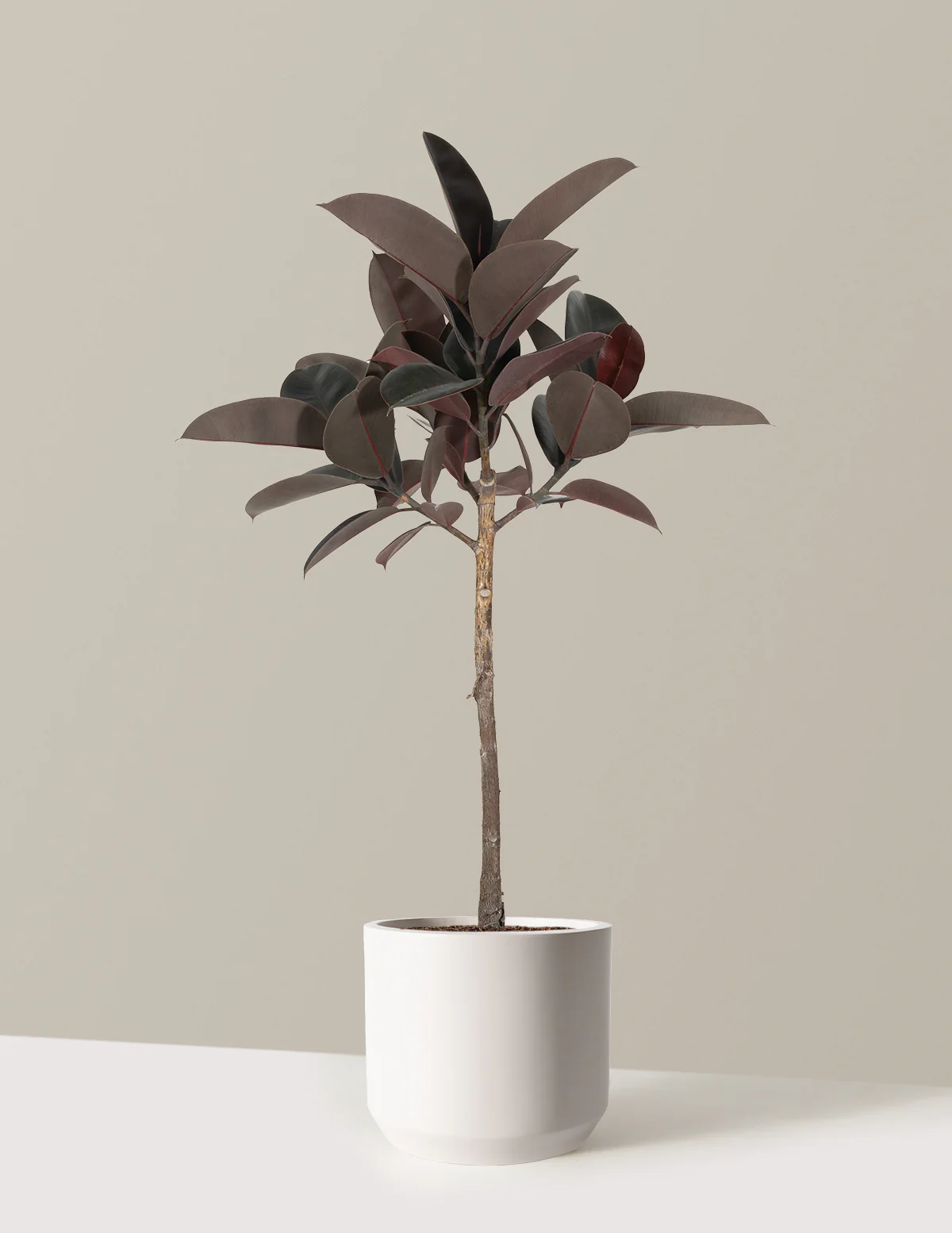 Ficus Burgundy Rubber Tree - Image 15