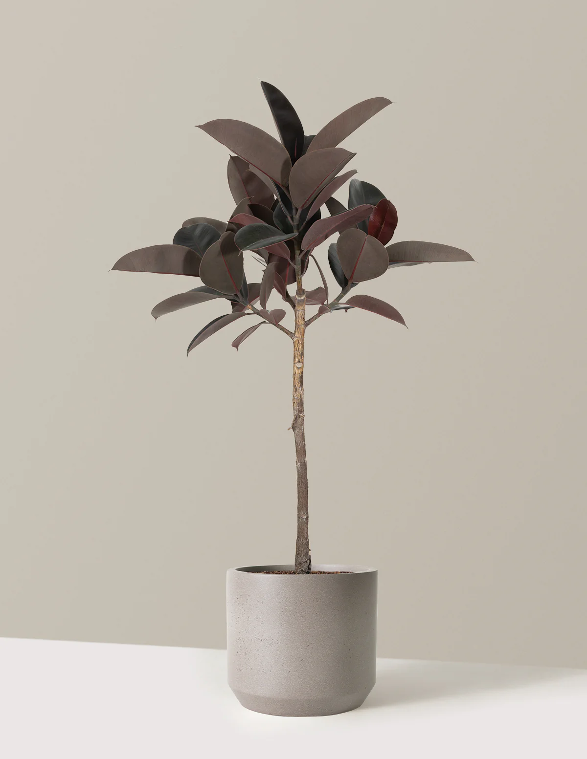 Ficus Burgundy Rubber Tree - Image 16