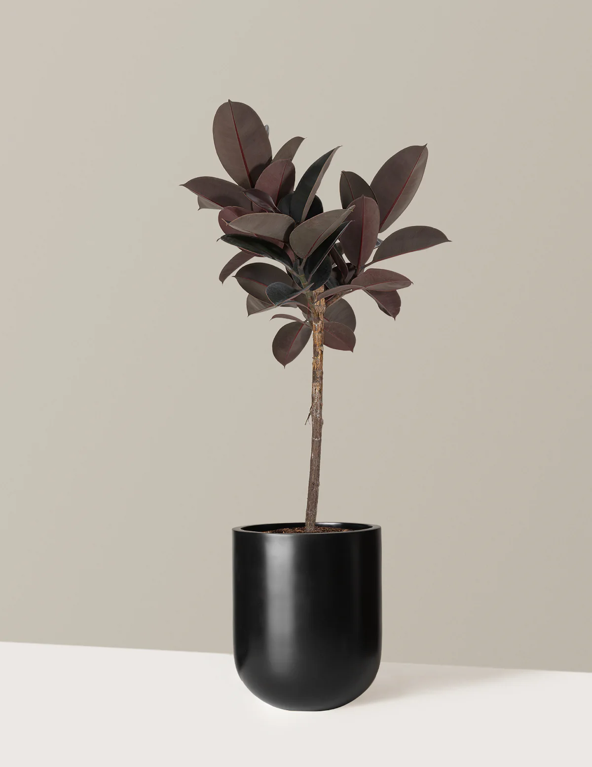 Ficus Burgundy Rubber Tree - Image 17