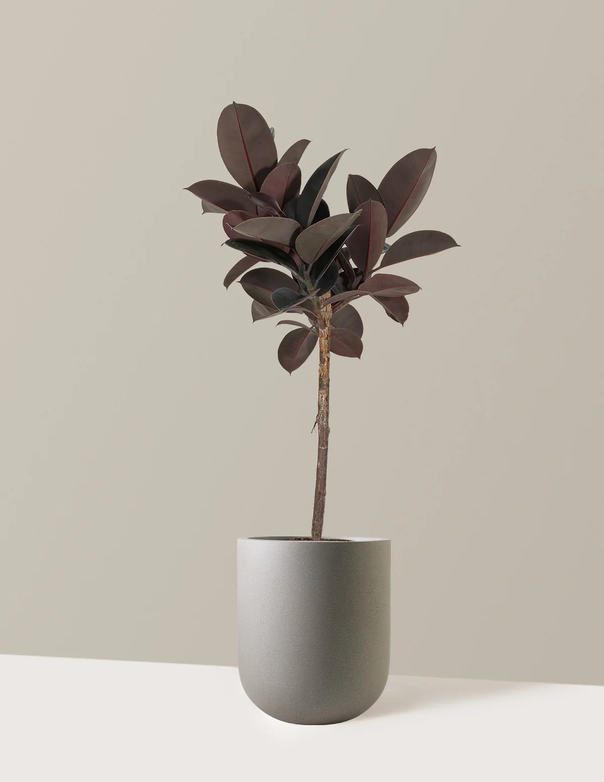 Ficus Burgundy Rubber Tree - Image 18