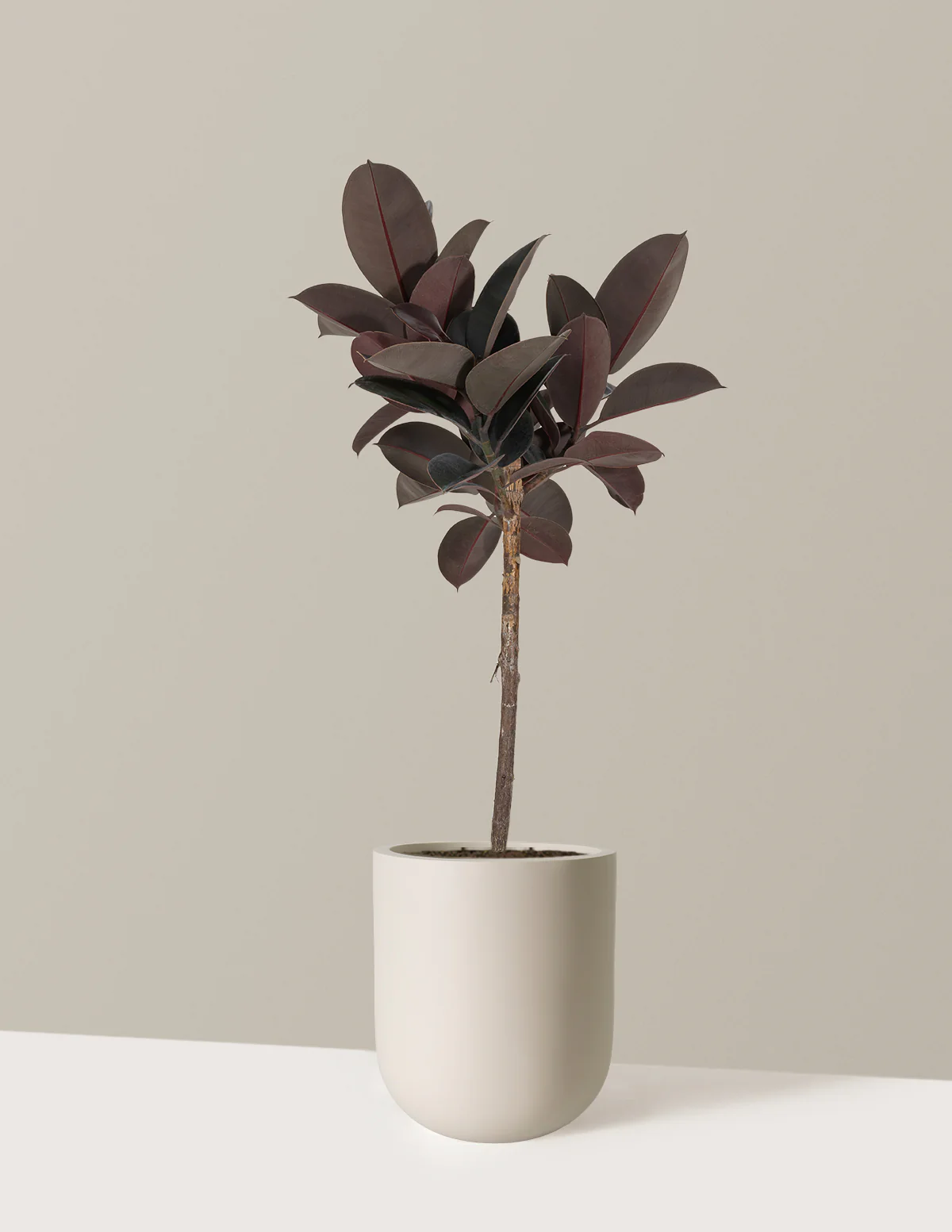 Ficus Burgundy Rubber Tree - Image 19