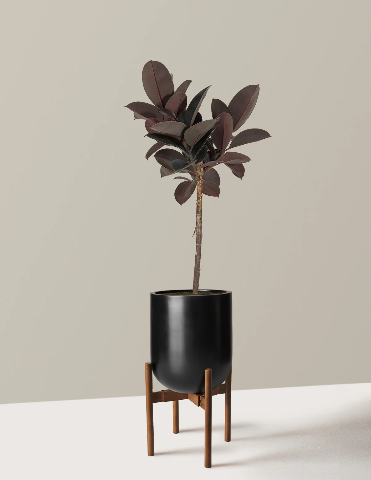 Ficus Burgundy Rubber Tree - Image 20