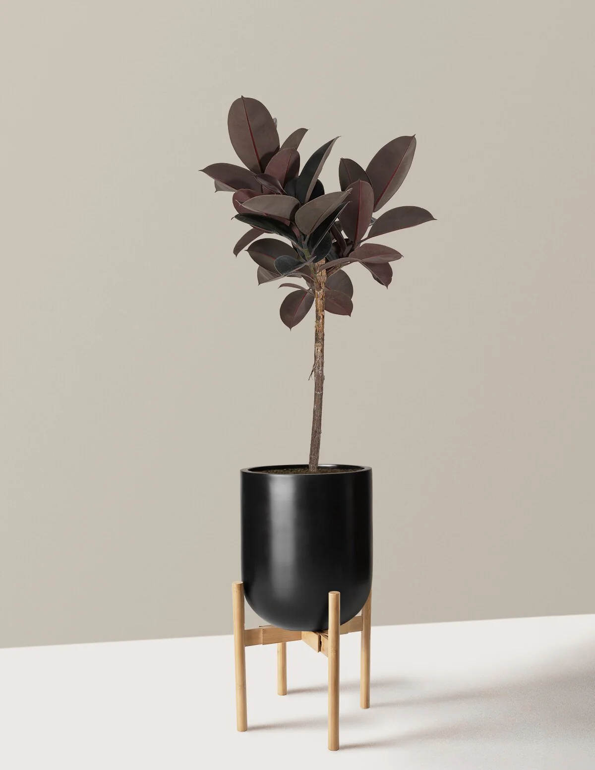 Ficus Burgundy Rubber Tree - Image 21