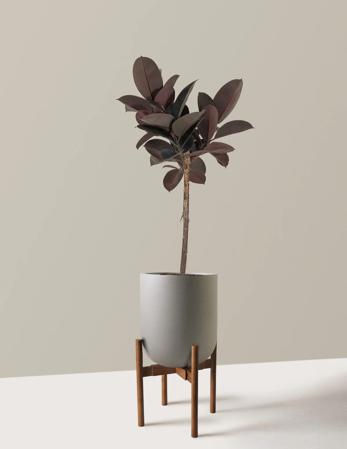 Ficus Burgundy Rubber Tree - Image 22