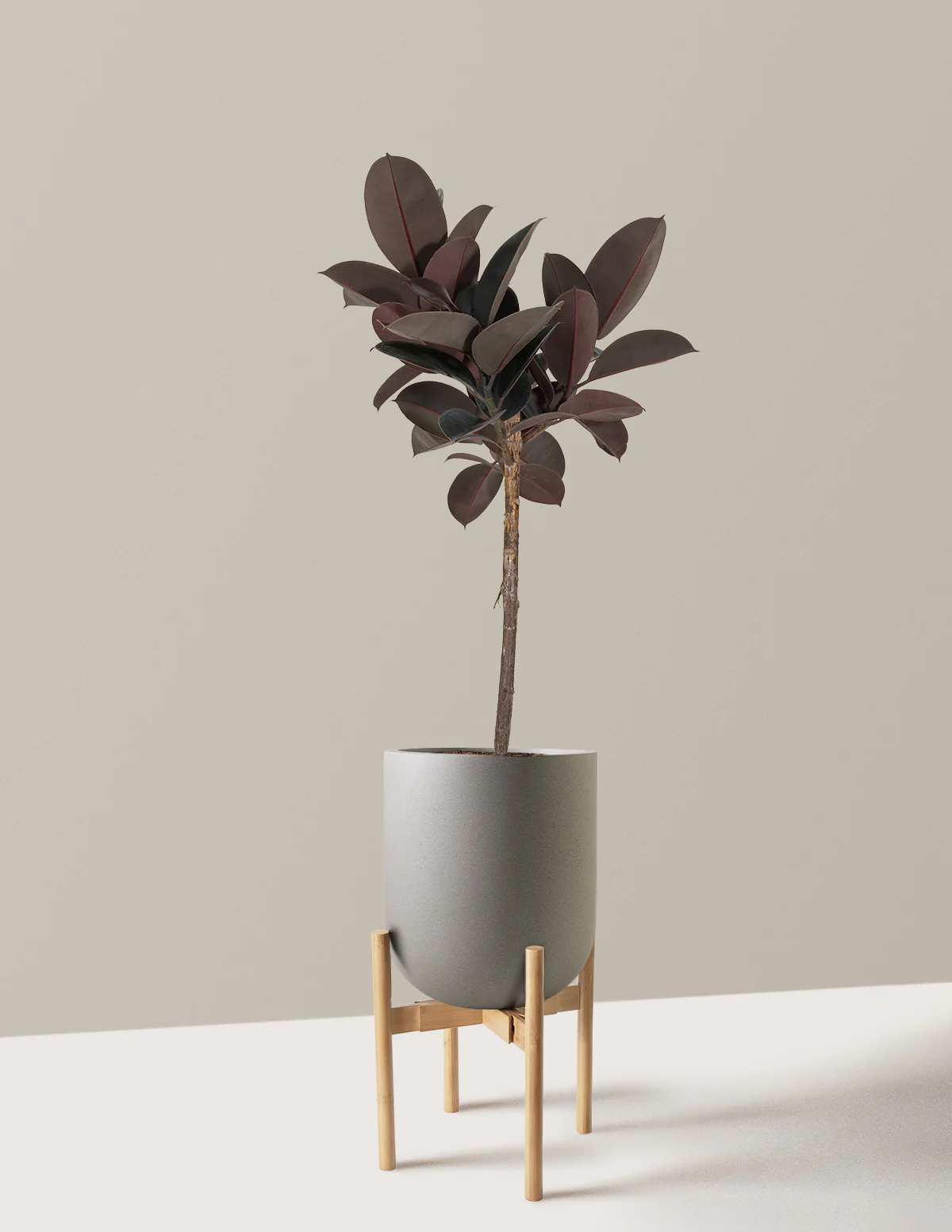 Ficus Burgundy Rubber Tree - Image 23