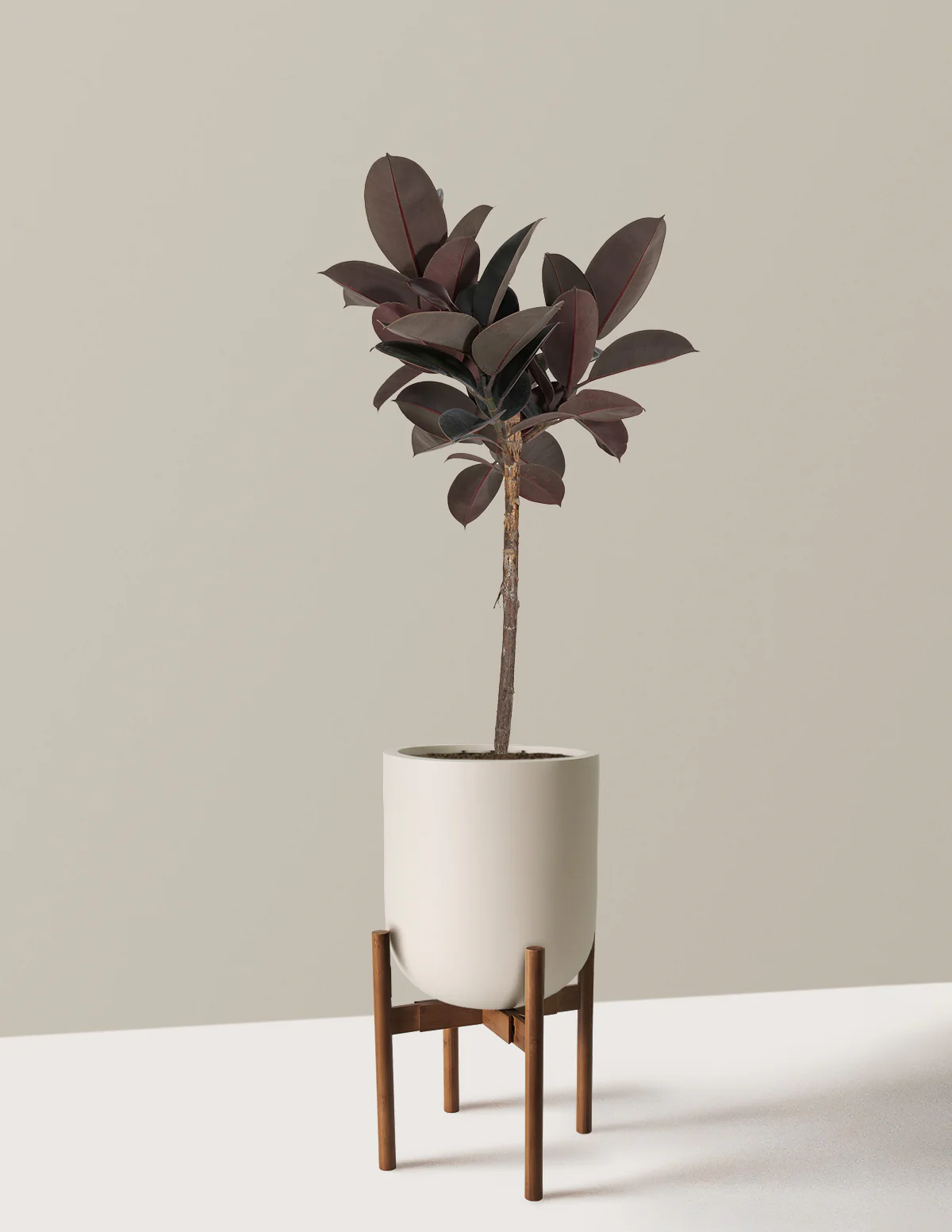 Ficus Burgundy Rubber Tree - Image 24