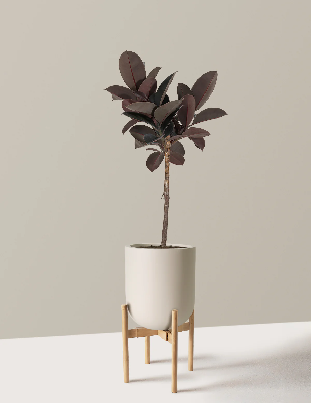Ficus Burgundy Rubber Tree - Image 25