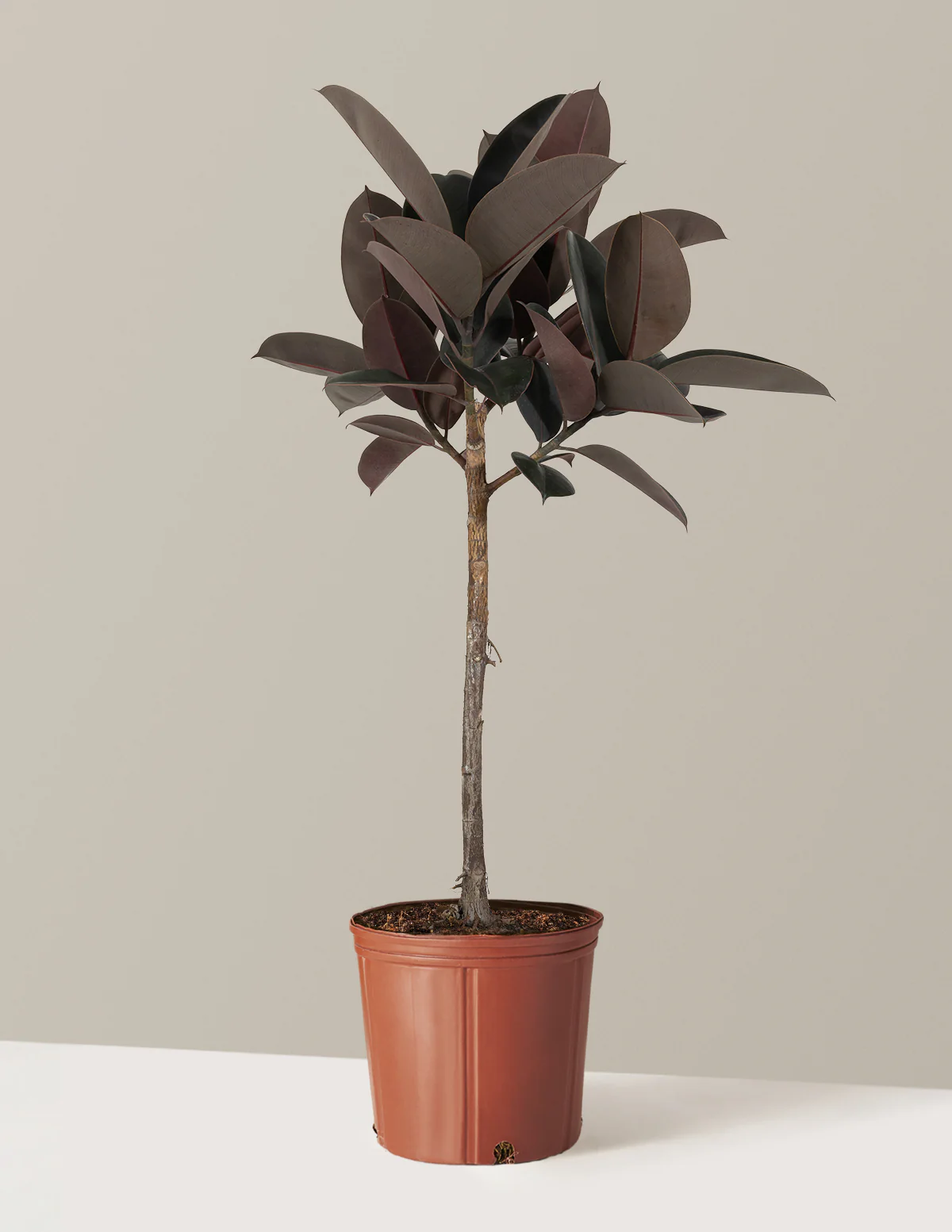 Ficus Burgundy Rubber Tree - Image 26