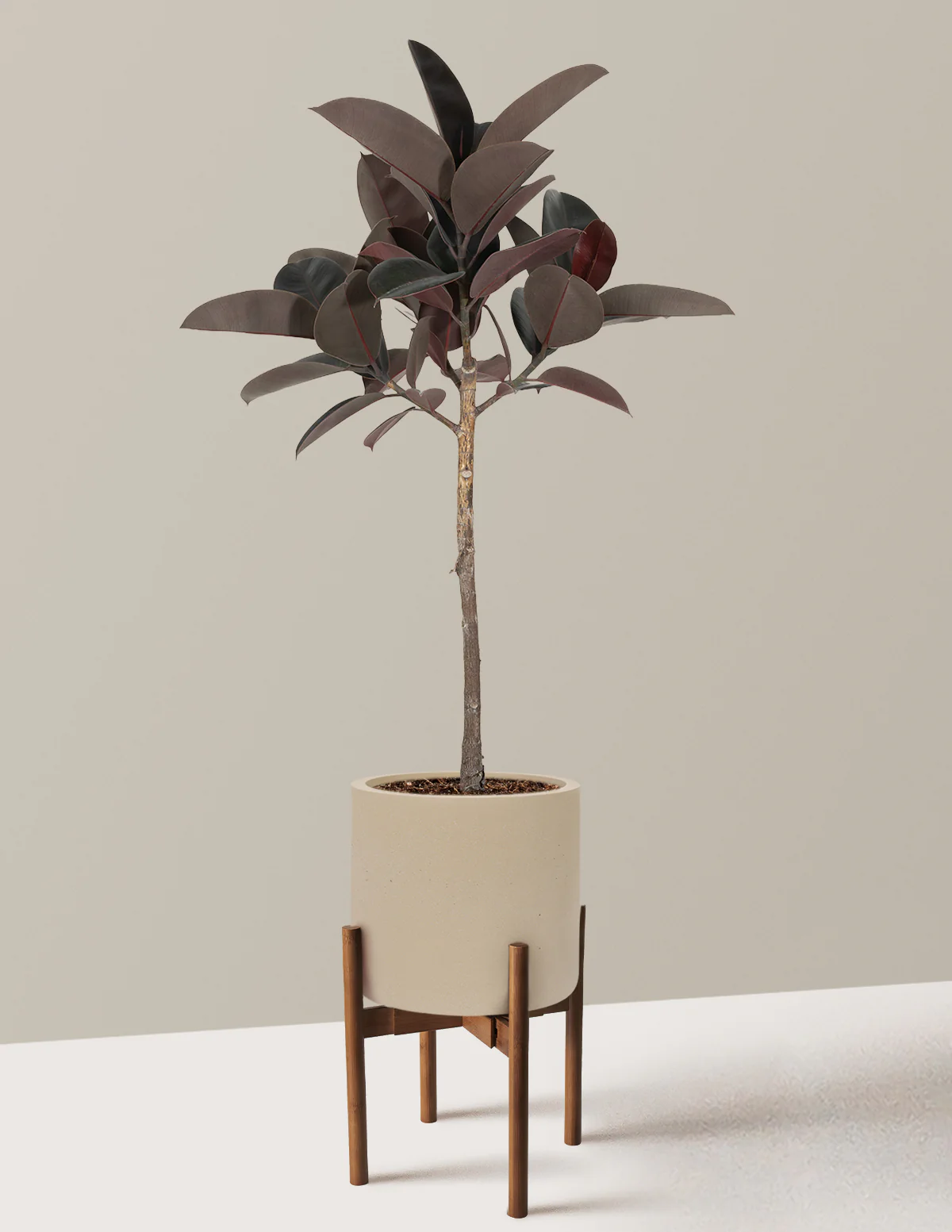 Ficus Burgundy Rubber Tree - Image 27