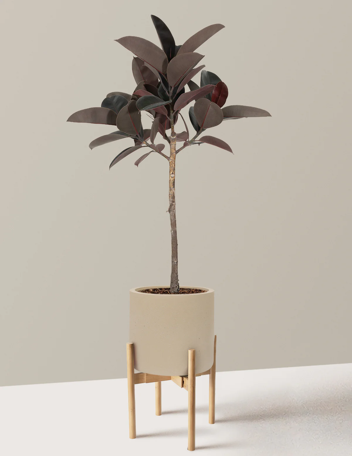 Ficus Burgundy Rubber Tree - Image 28