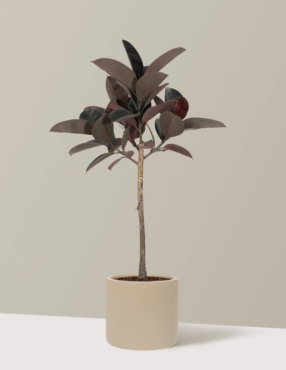 Ficus Burgundy Rubber Tree - Image 29
