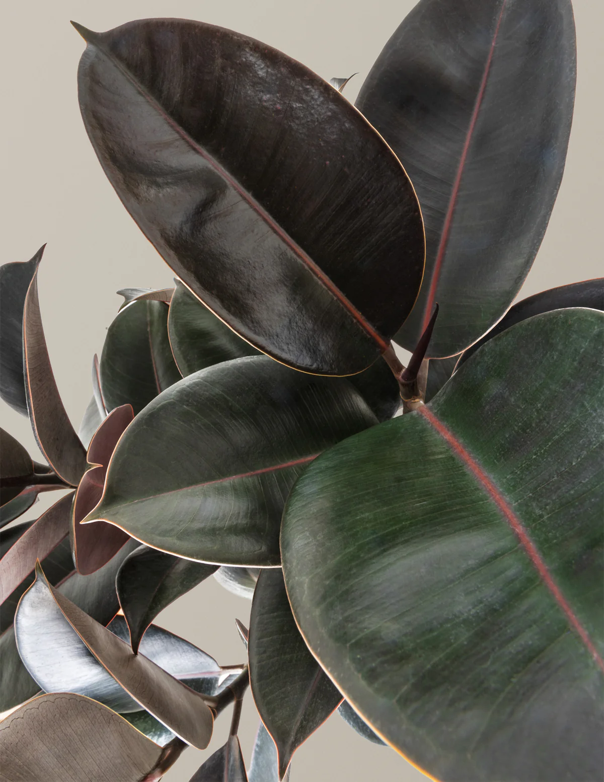 Ficus Burgundy Rubber Tree - Image 3