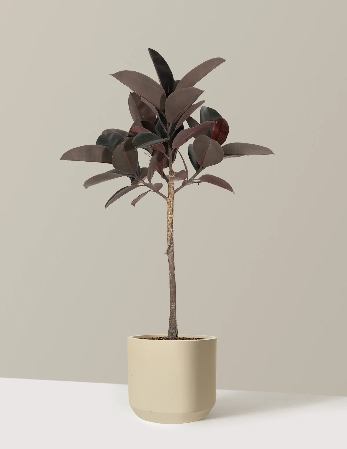 Ficus Burgundy Rubber Tree - Image 30
