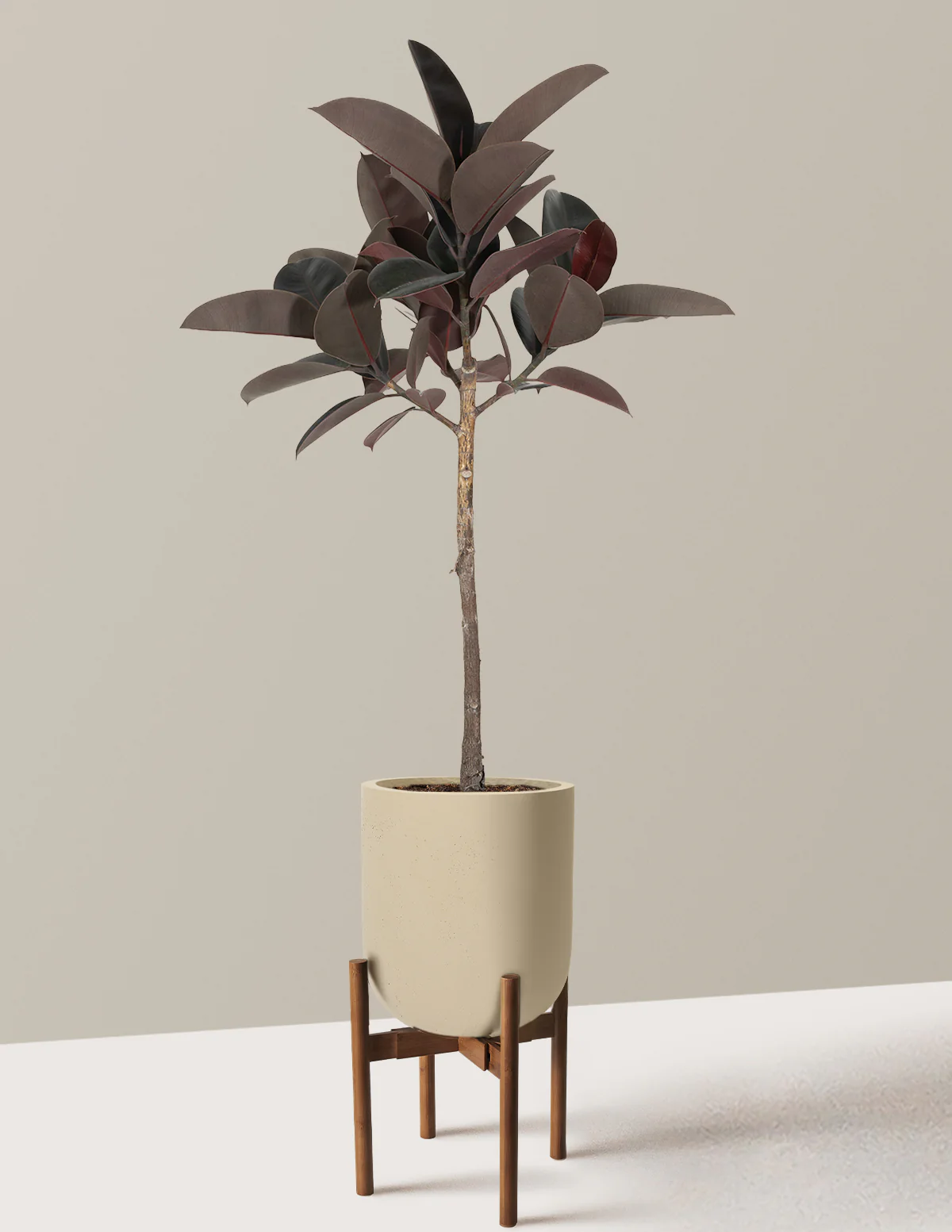 Ficus Burgundy Rubber Tree - Image 31