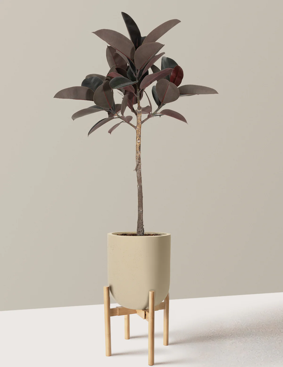 Ficus Burgundy Rubber Tree - Image 32