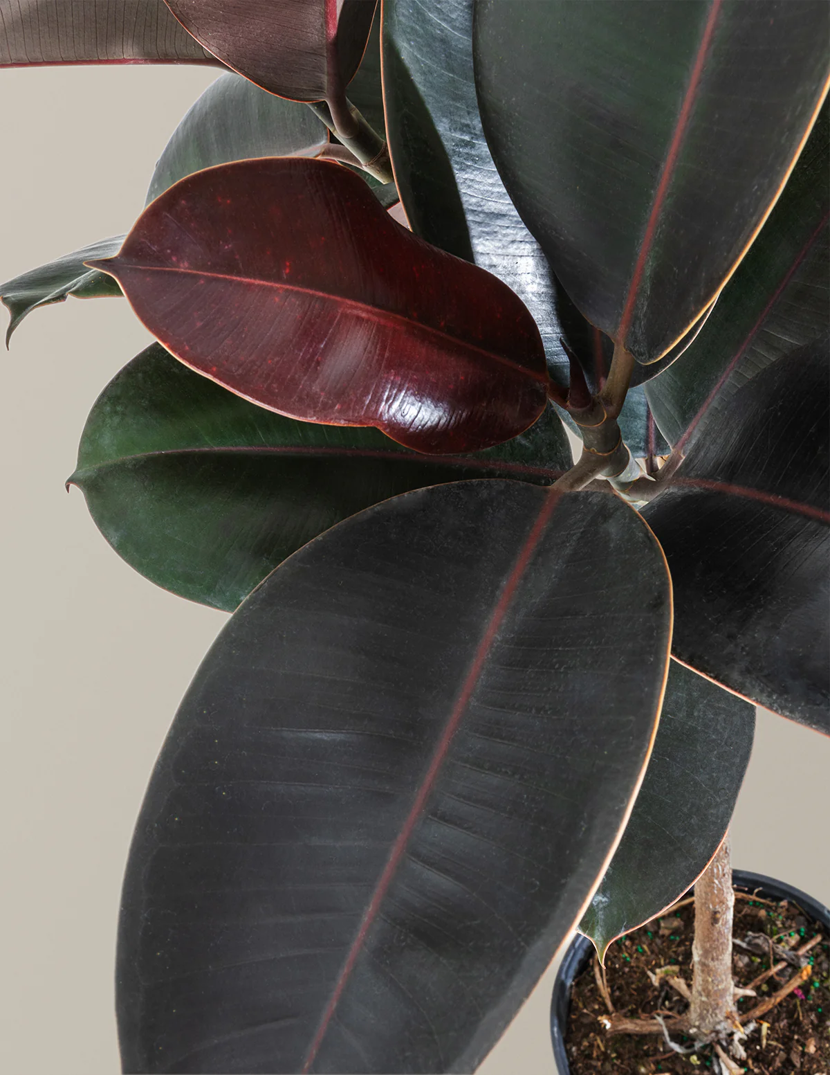 Ficus Burgundy Rubber Tree - Image 4