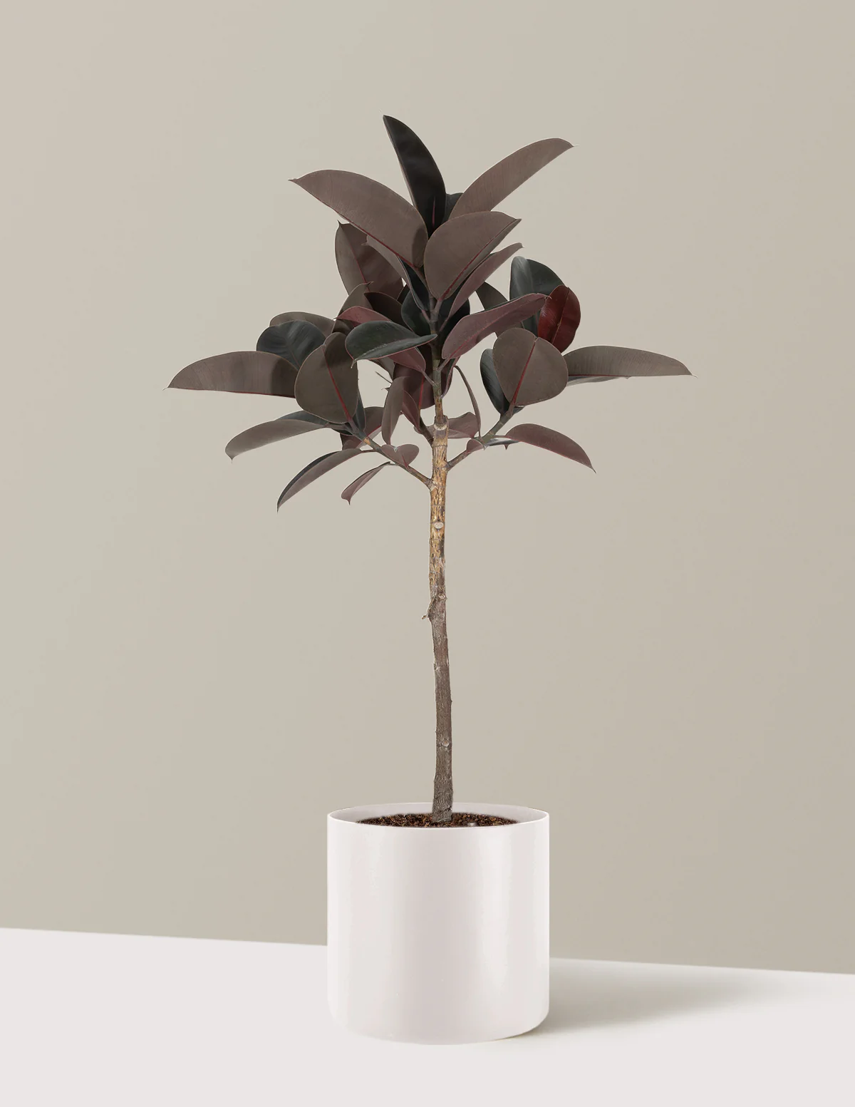 Ficus Burgundy Rubber Tree - Image 5