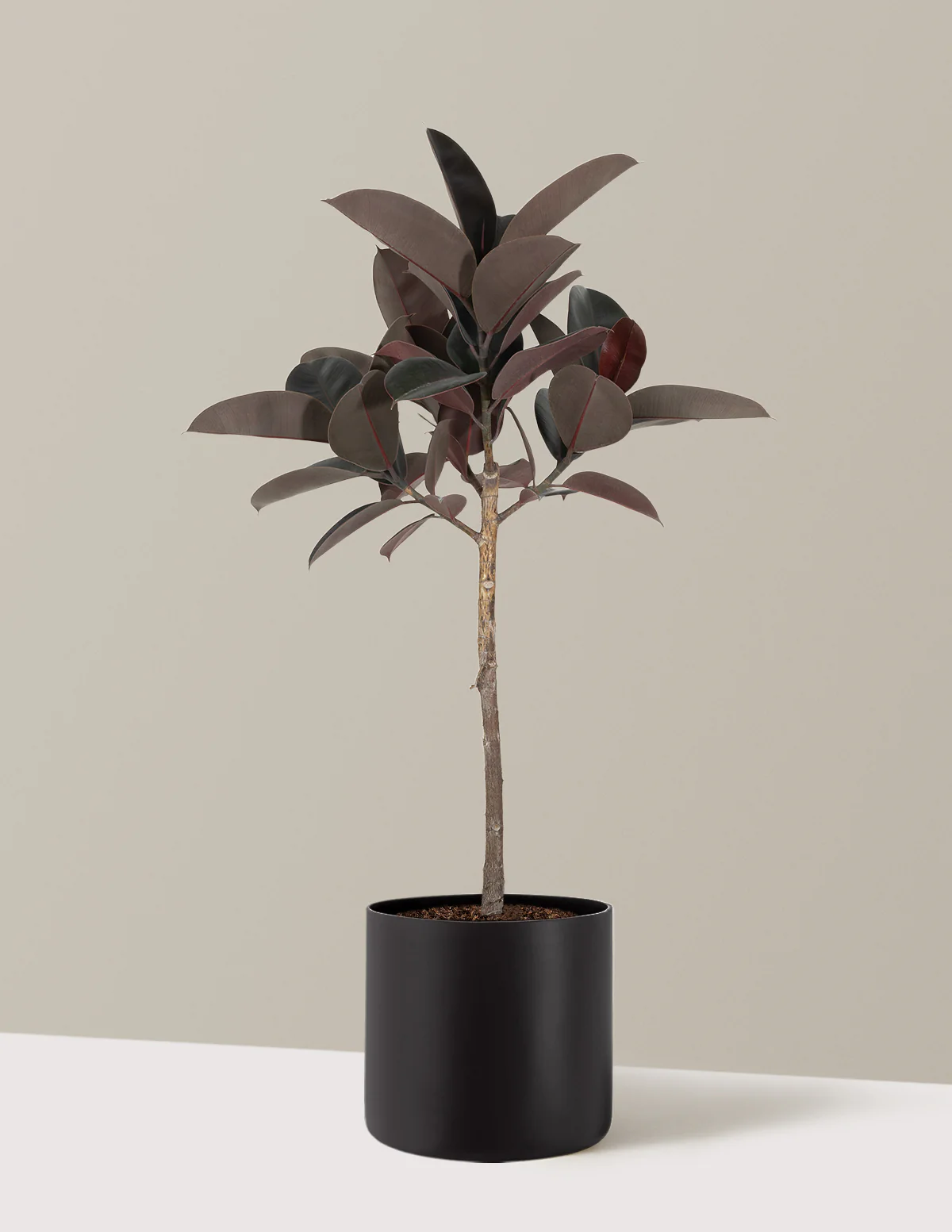 Ficus Burgundy Rubber Tree - Image 6