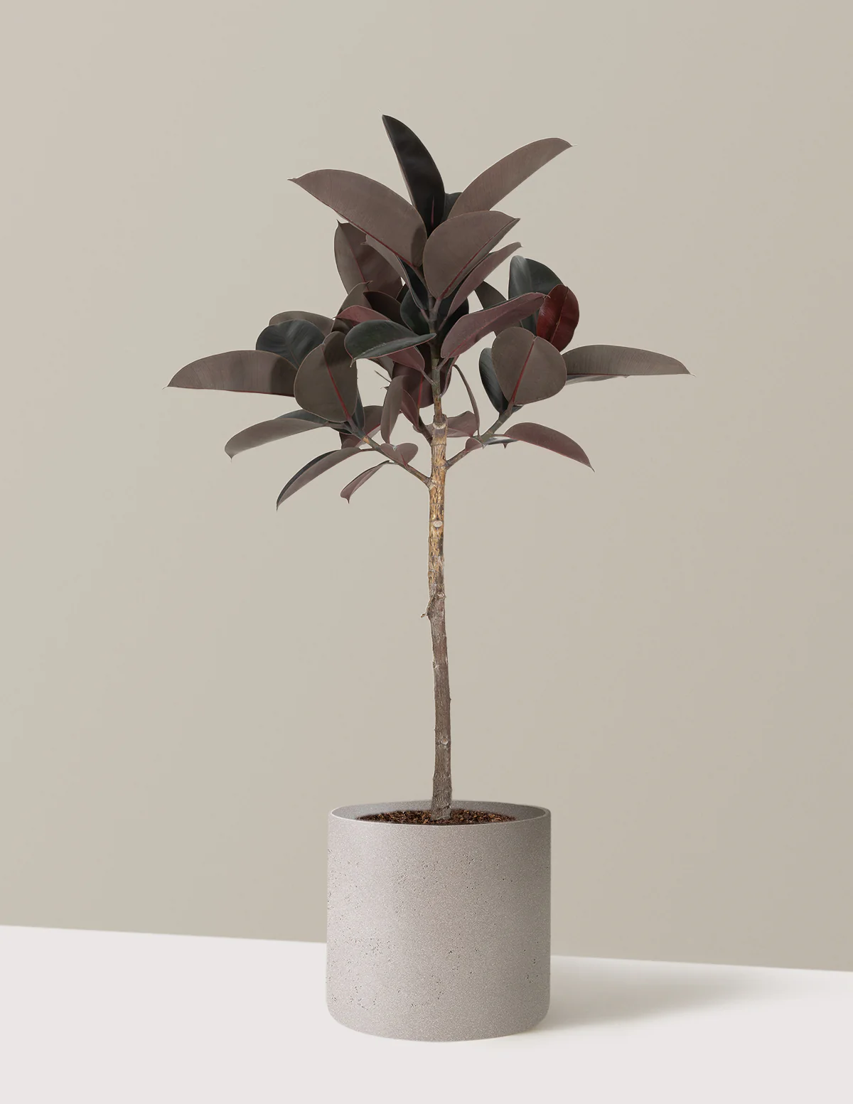 Ficus Burgundy Rubber Tree - Image 7