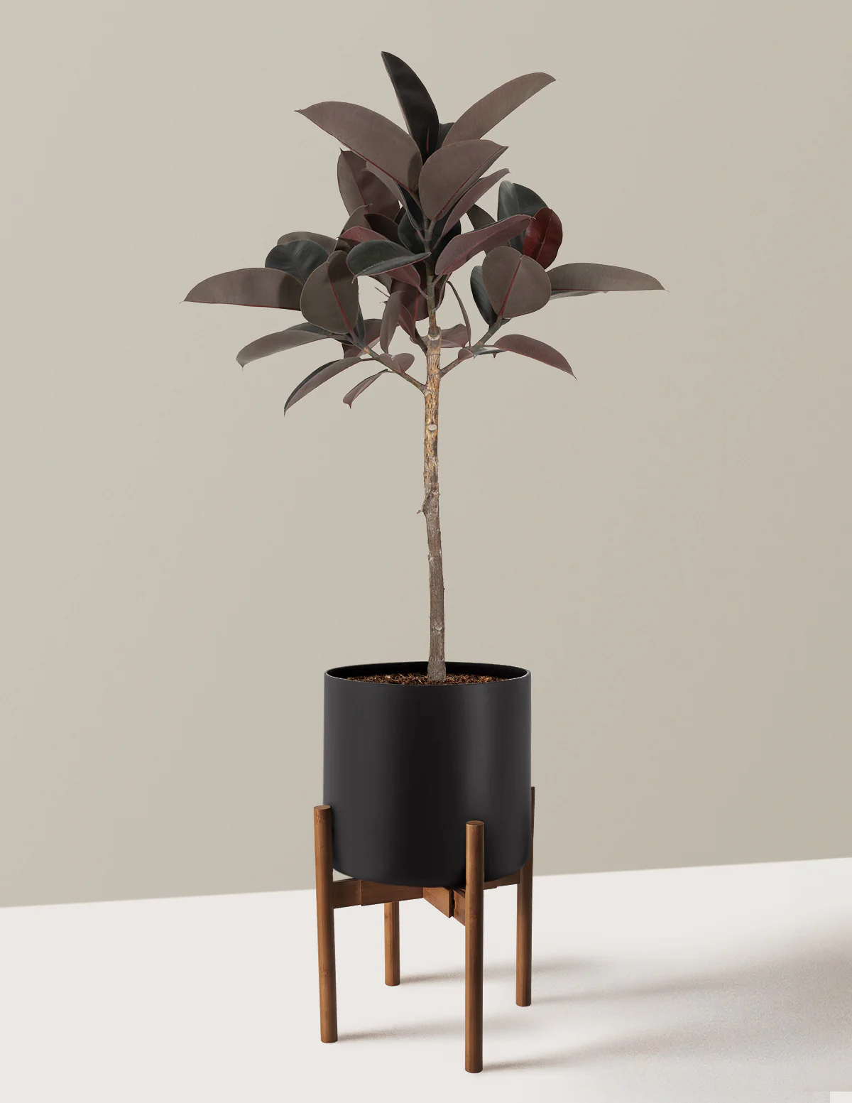Ficus Burgundy Rubber Tree - Image 8
