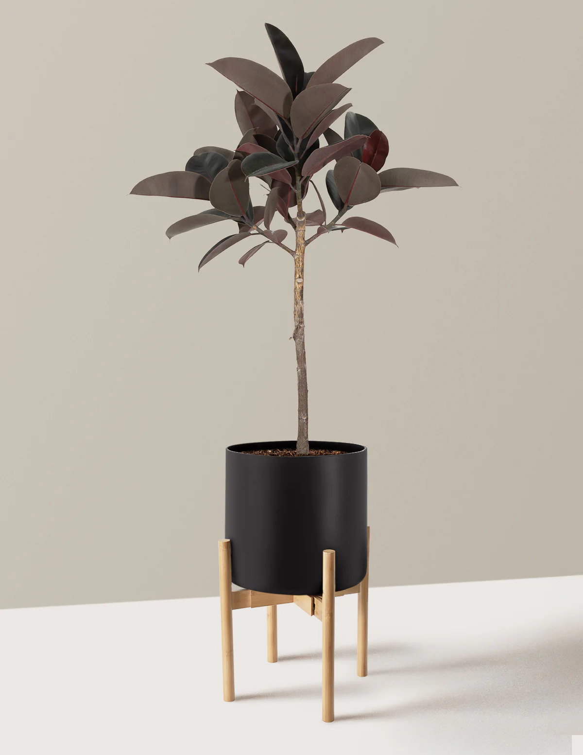 Ficus Burgundy Rubber Tree - Image 9