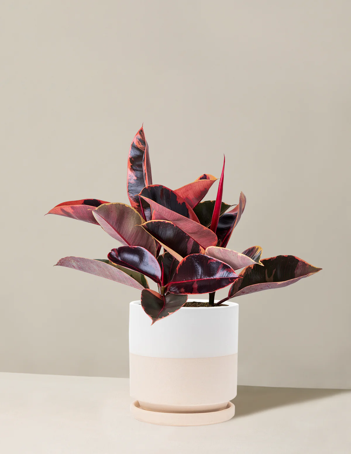 Ficus Ruby - Image 15