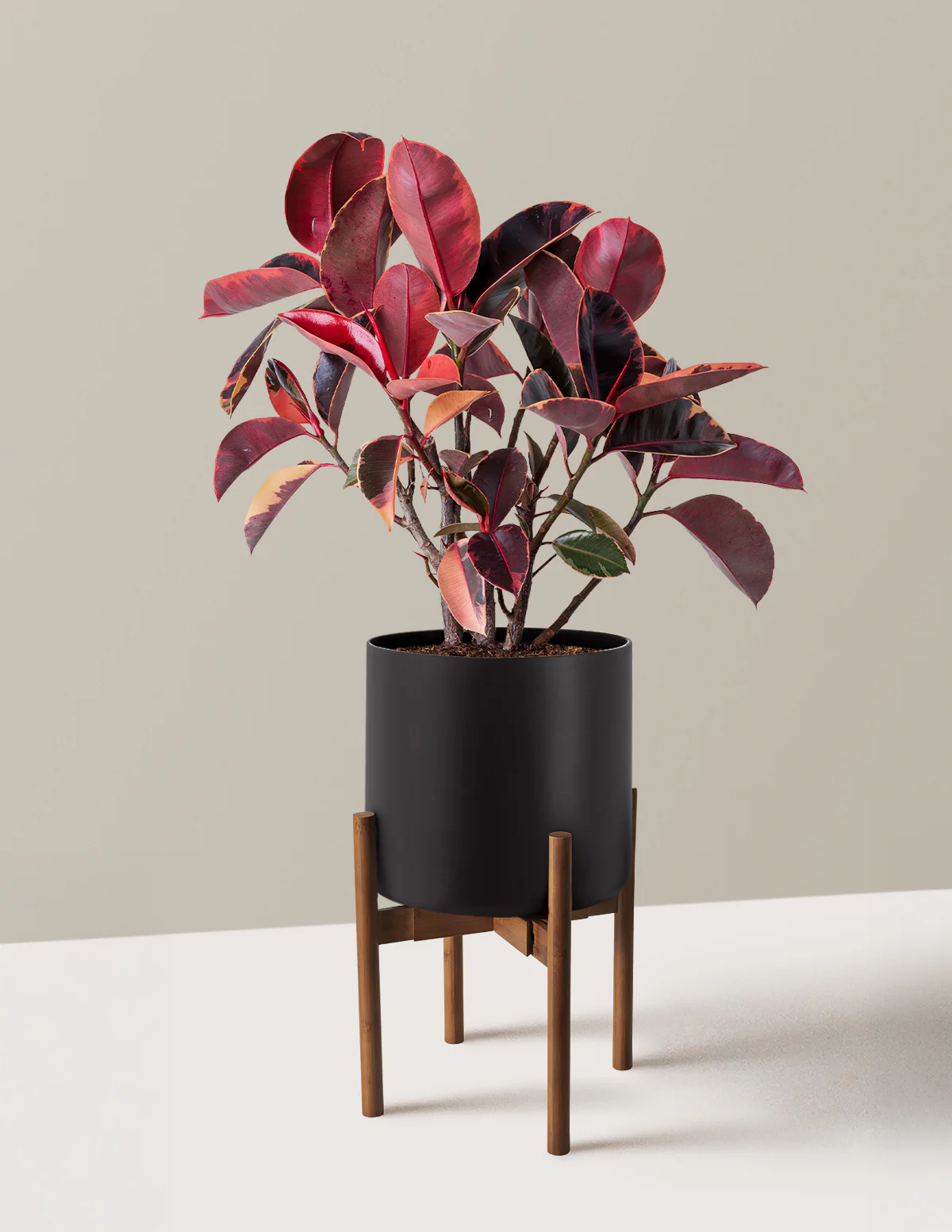Ficus Ruby - Image 29