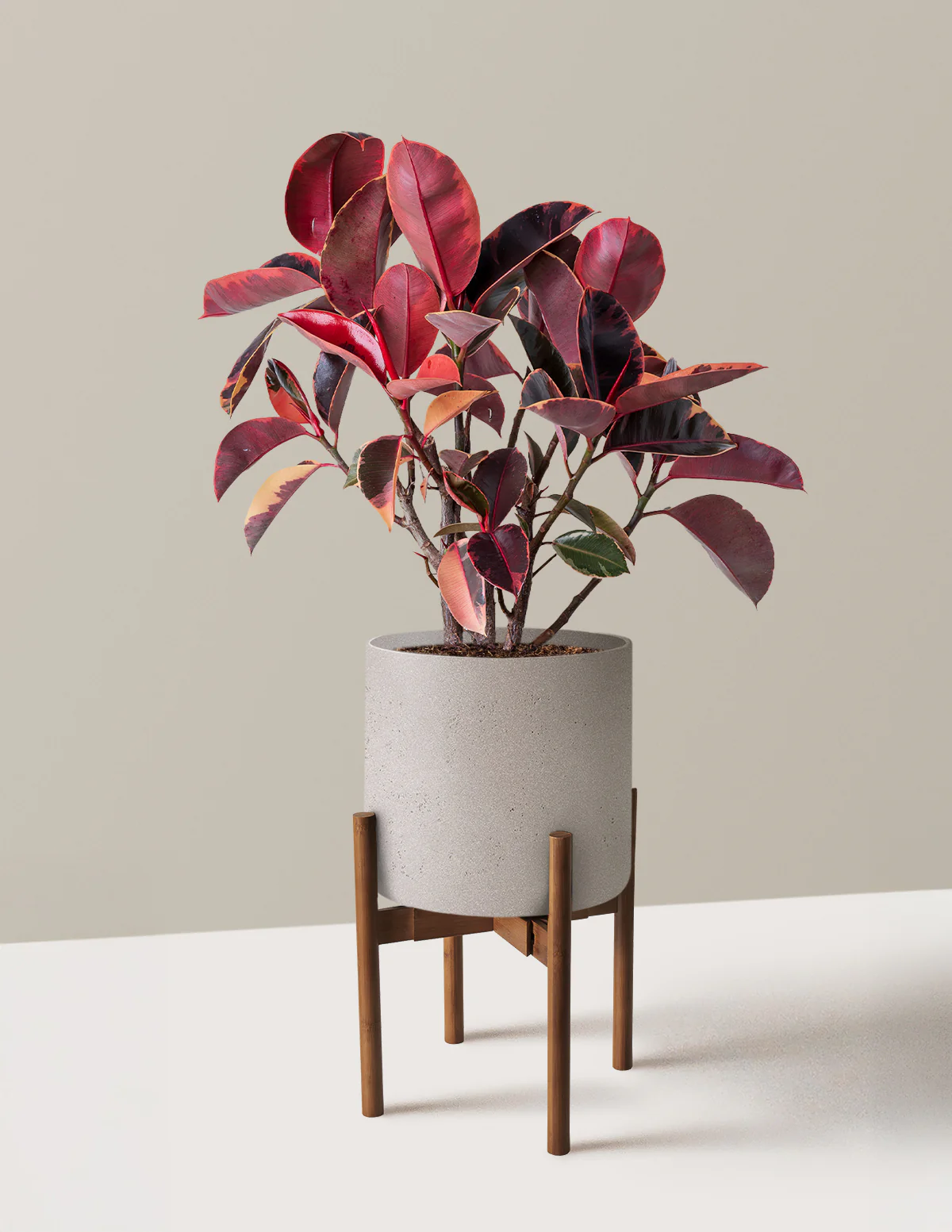 Ficus Ruby - Image 32