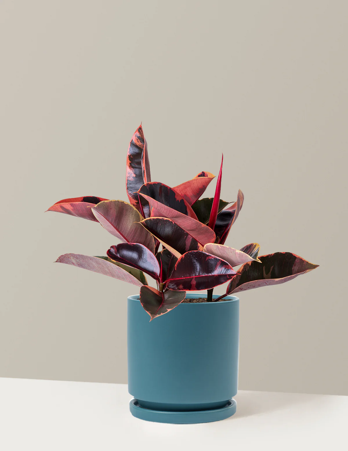 Ficus Ruby - Image 43
