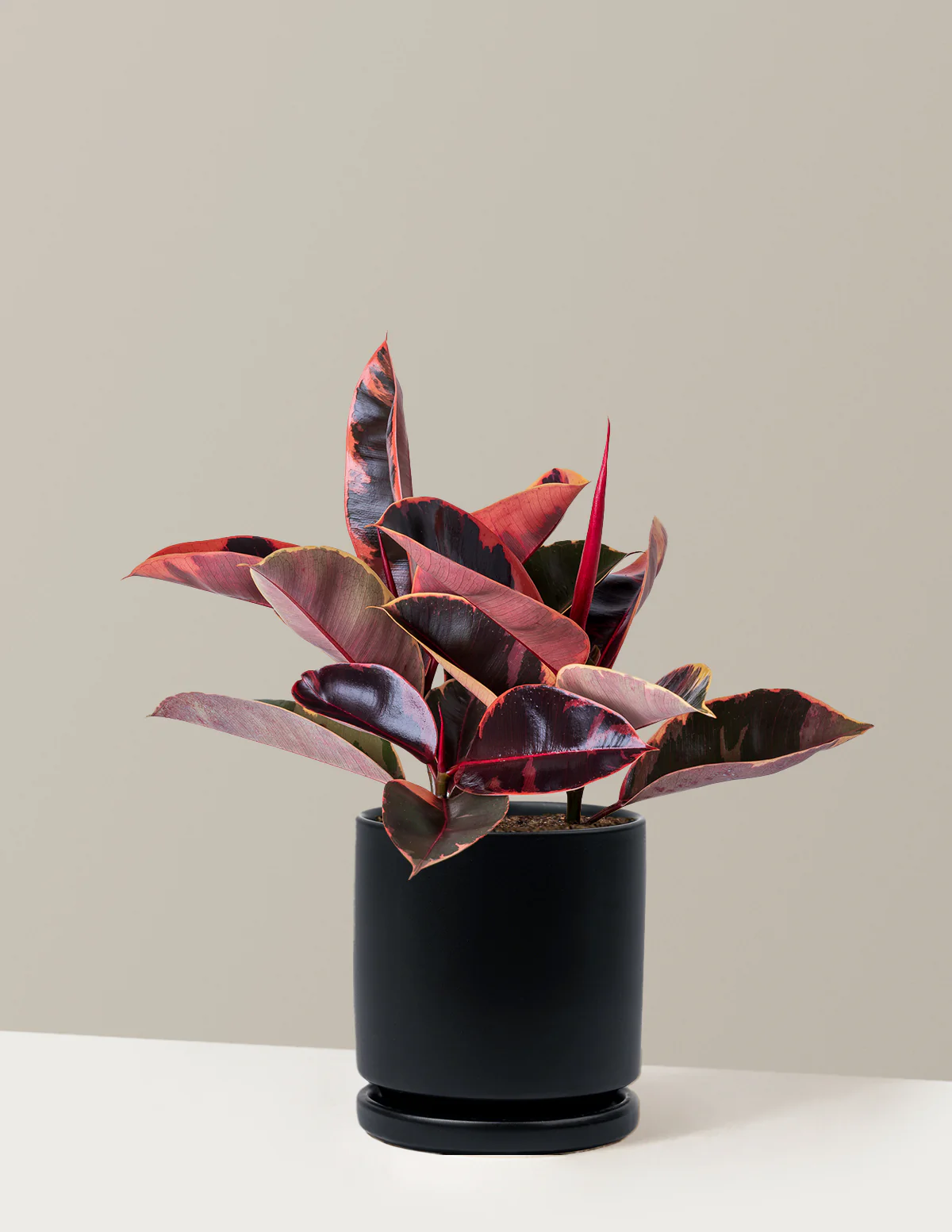 Ficus Ruby - Image 44