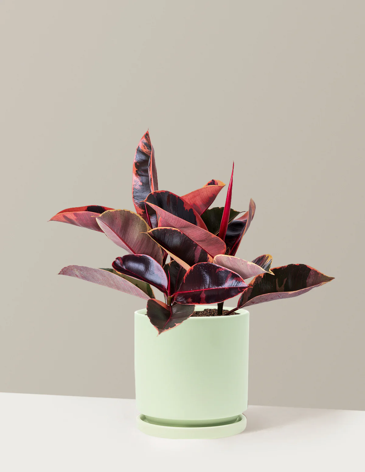 Ficus Ruby - Image 47